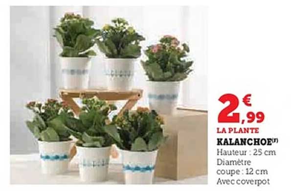 LA PLANTE KALANCHOÉ
