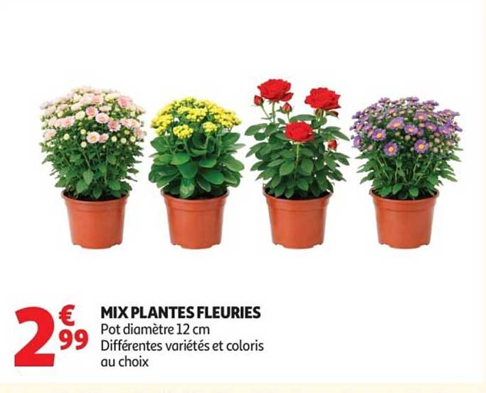 MIX PLANTES FLEURIES