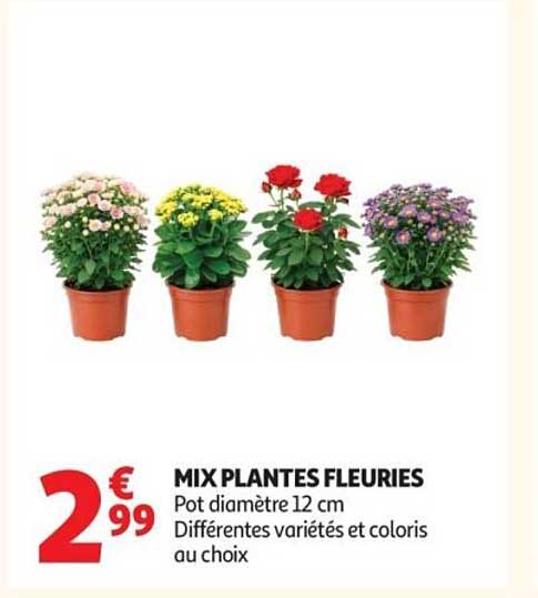 MIX PLANTES FLEURIES
