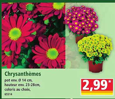 Chrysanthèmes