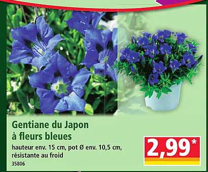 Gentiane du Japon à fleurs bleues