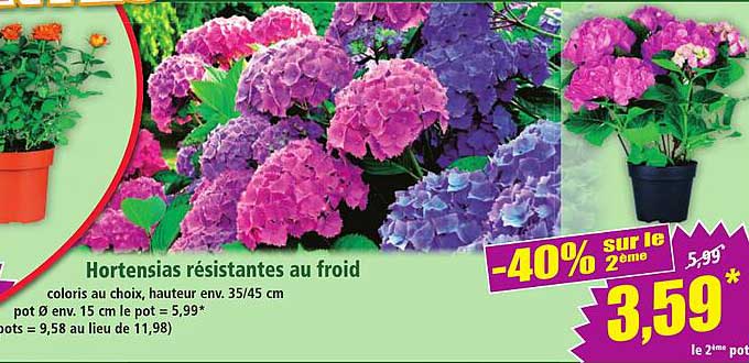 Hortensias résistantes au froid