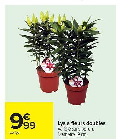 Lys à fleurs doubles