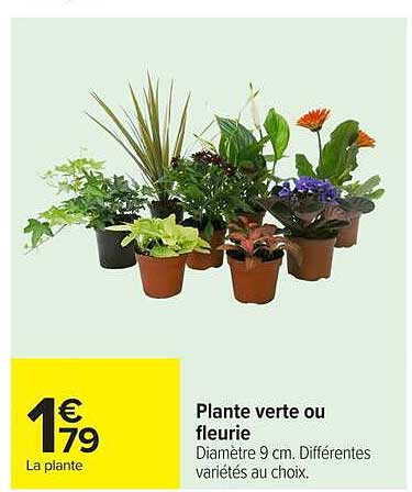 Plante verte ou fleurie