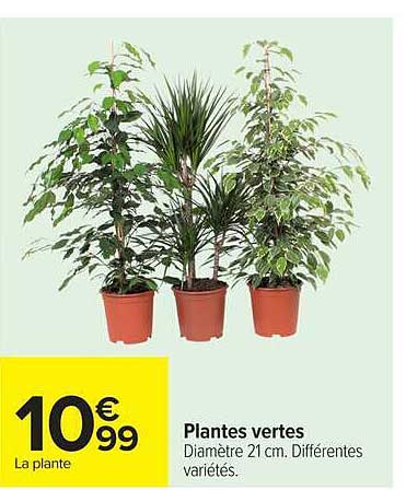 Plantes vertes