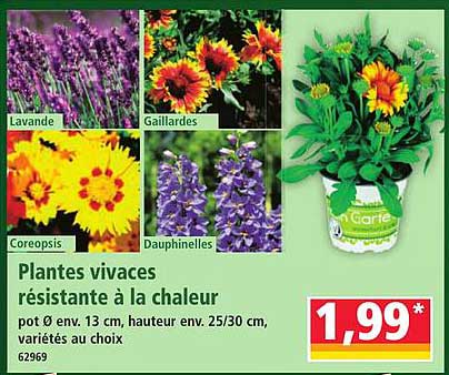 Plantes vivaces résistante à la chaleur