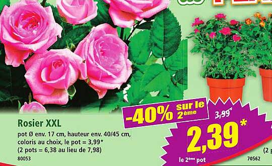 Rosier XXL