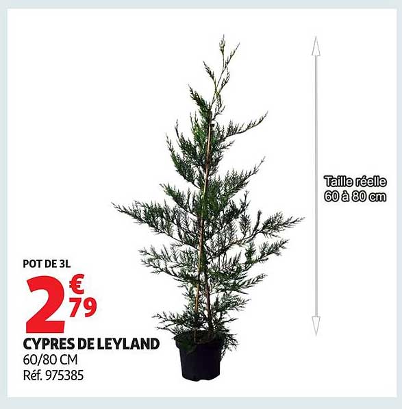 CYPRÈS DE LEYLAND 60/80 CM