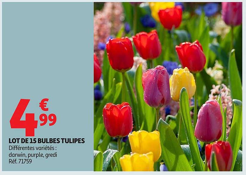 LOT DE 15 BULBES TULIPES