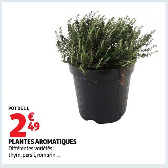 PLANTES AROMATIQUES