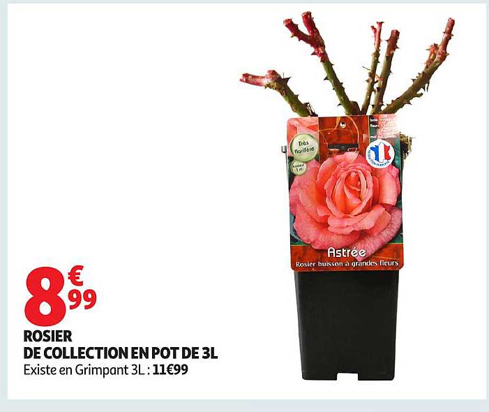 ROSIER DE COLLECTION EN POT DE 3L