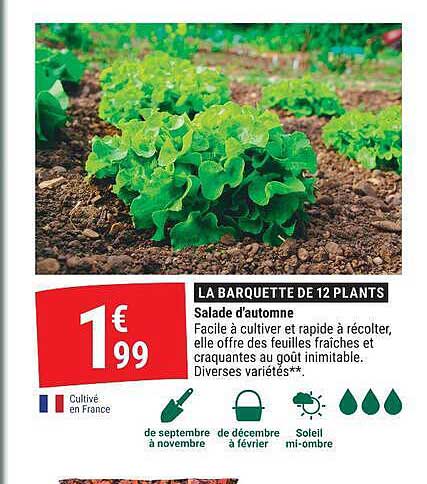 LA BARQUETTE DE 12 PLANTS Salade d’automne