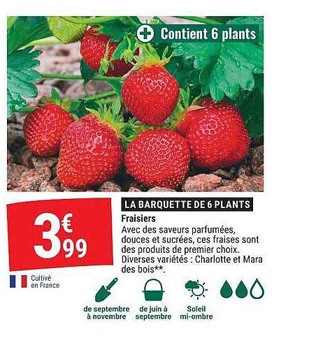 LA BARQUETTE DE 6 PLANTS Fraisiers