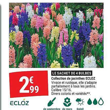 LE SACHET DE 4 BULBES Collection de jacinthes ECLOZ