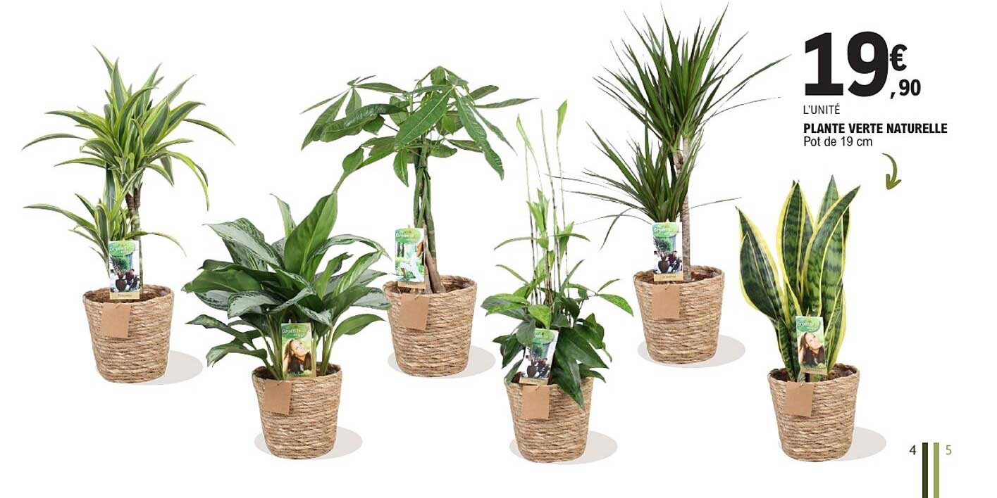 PLANTE VERTE NATURELLE