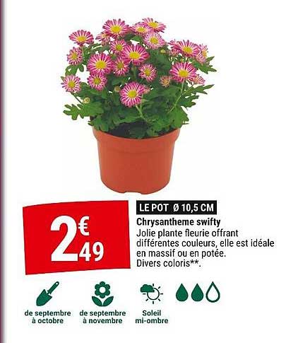 Chrysantheme swifty