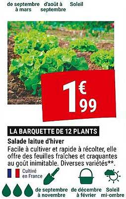 LA BARQUETTE DE 12 PLANTS