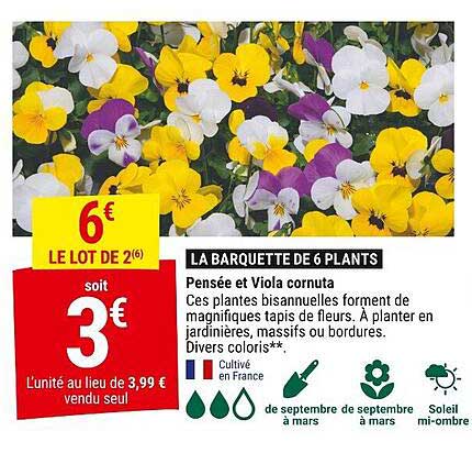 LA BARQUETTE DE 6 PLANTS