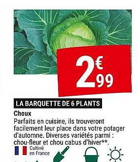 LA BARQUETTE DE 6 PLANTS