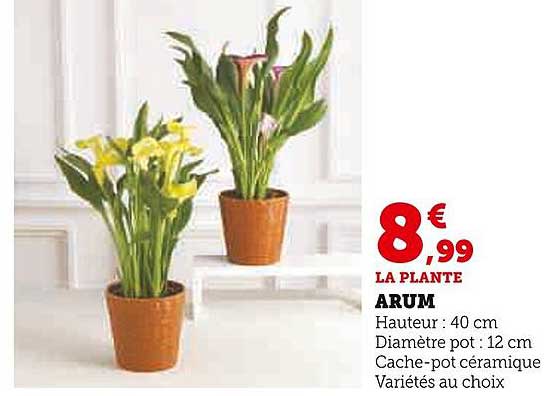 LA PLANTE ARUM