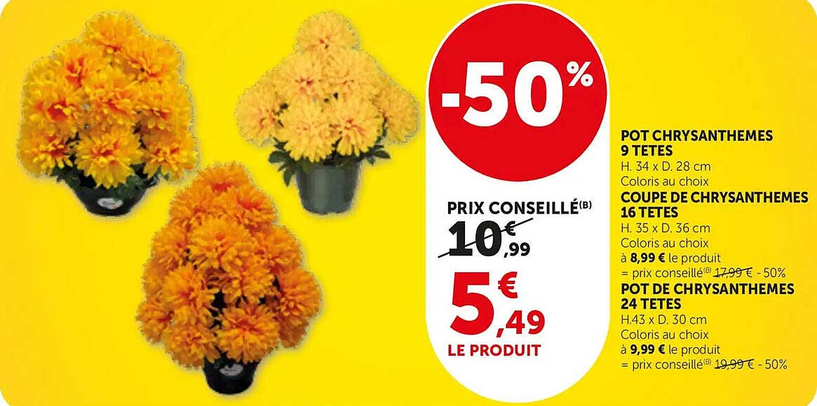 -50% POT CHRYSANTHEMES 9 TETES