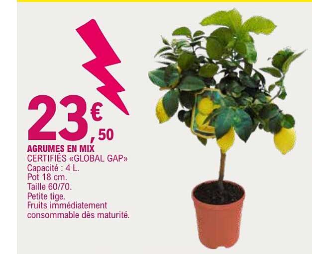AGRUMES EN MIX CERTIFIÉS «GLOBAL GAP»