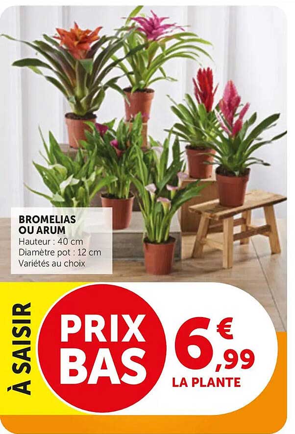 BROMELIAS OU ARUM