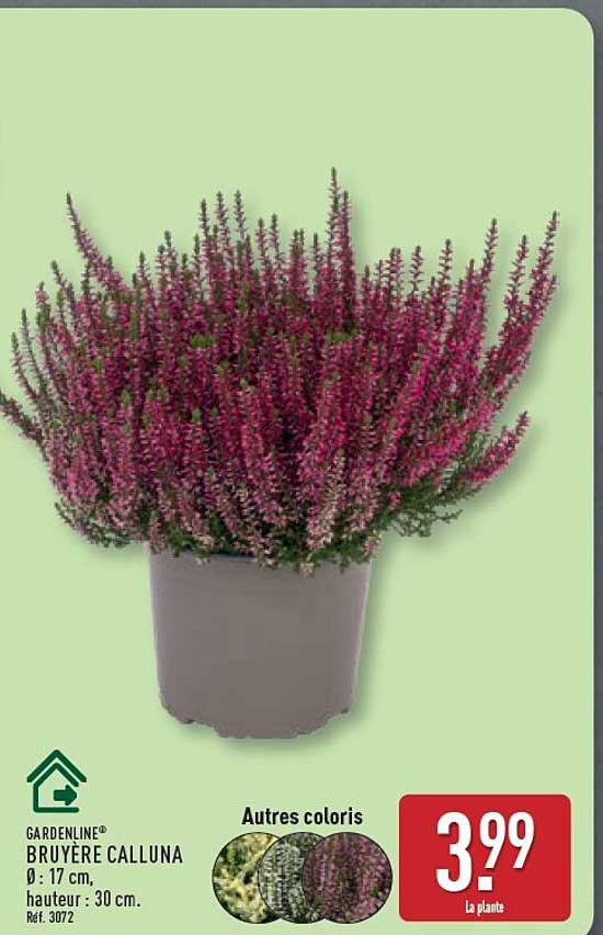 BRUYÈRE CALLUNA