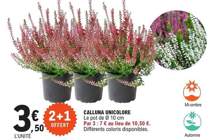 CALLUNA UNICOLORE