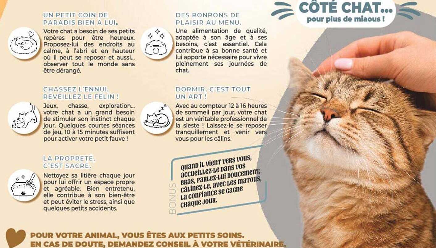 CÔTÉ CHAT... pour plus de miaous !