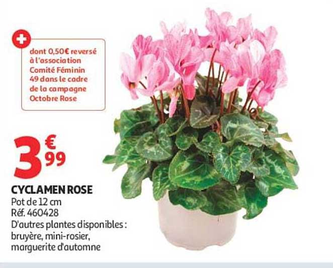 CYCLAMEN ROSE