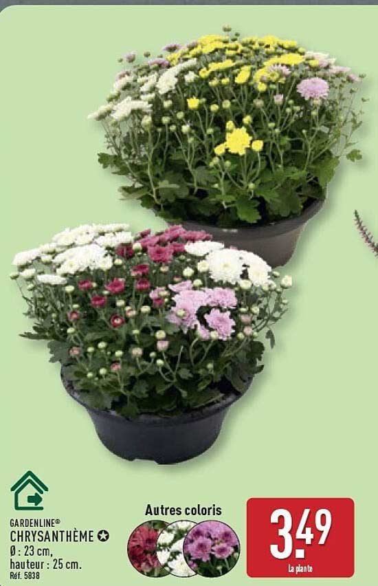 GARDENLINE CHRYSANTHÈME Ø : 23 cm, hauteur : 25 cm. Réf. 5838