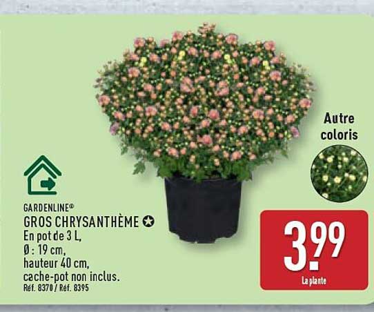 GARDENLINE® GROS CHRYSANTHÈME