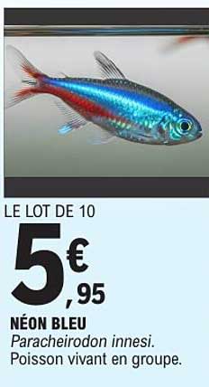 LE LOT DE 10 NÉON BLEU