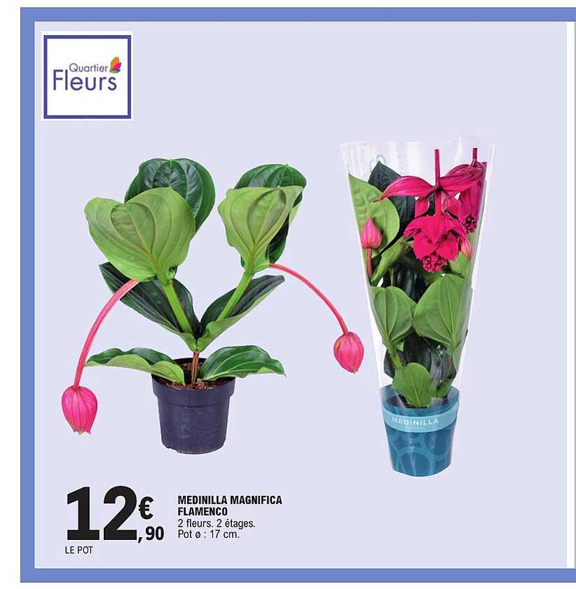 MEDINILLA MAGNIFICA FLAMENCO