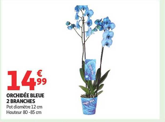 ORCHIDÉE BLEUE 2 BRANCHES