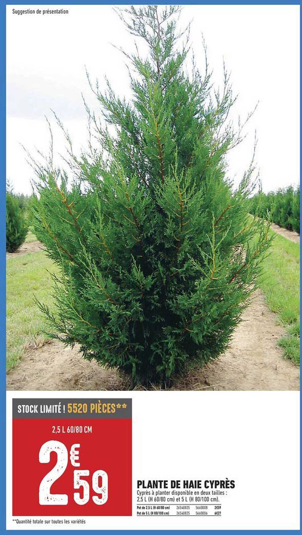 PLANTE DE HAIE CYPRÈS