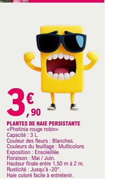 PLANTES DE HAIE PERSISTANTE «Photinia rouge robin»