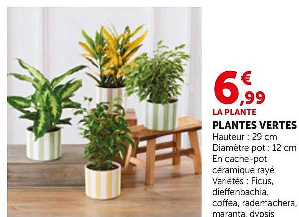 PLANTES VERTES