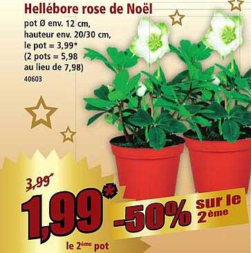 Hellebore rose de Noël
