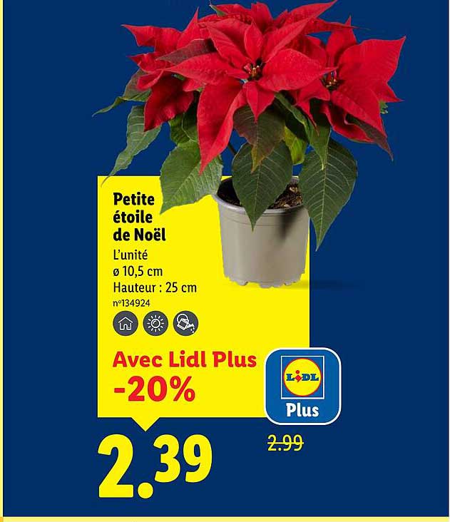 Petite étoile de Noël