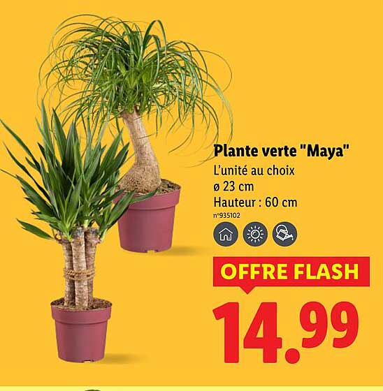 Plante verte "Maya"
