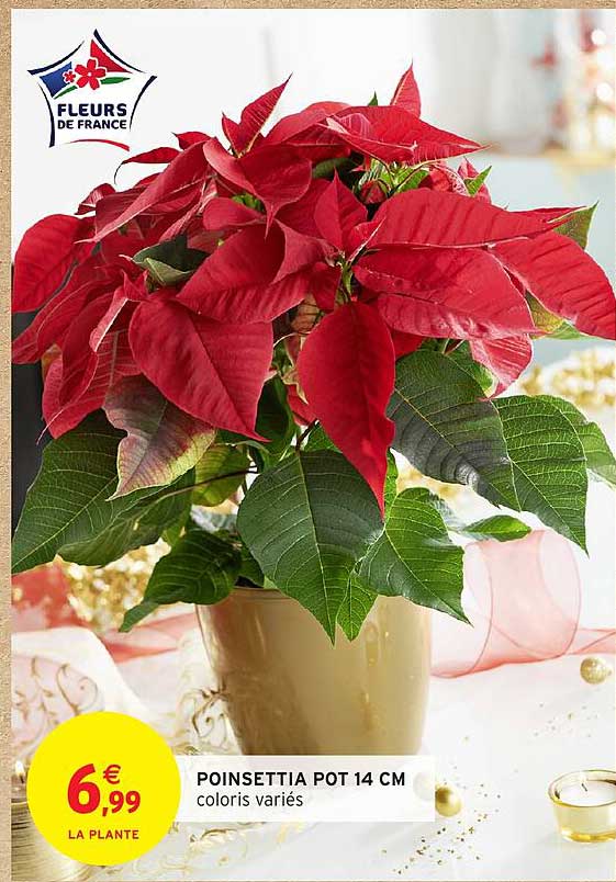 POINSETTIA POT 14 CM coloris variés