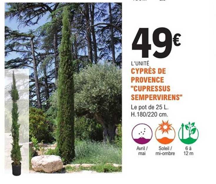 CYPRÈS DE PROVENCE "CUPRESSUS SEMPERVIRENS"