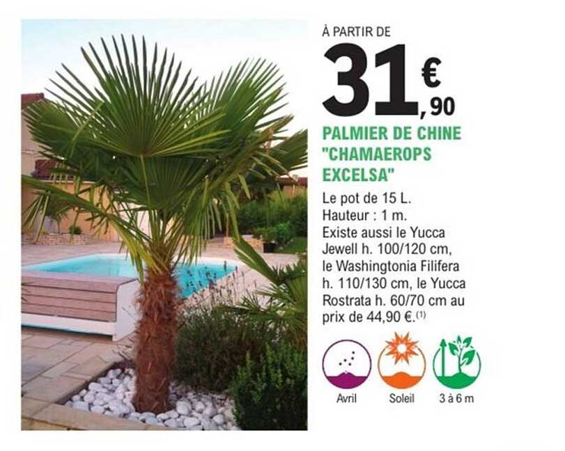 PALMIER DE CHINE "CHAMAEROPS EXCELSA"