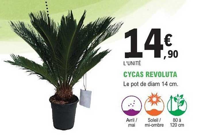 CYCAS REVOLUTA