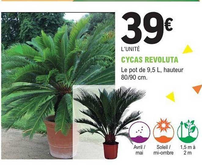 CYCAS REVOLUTA