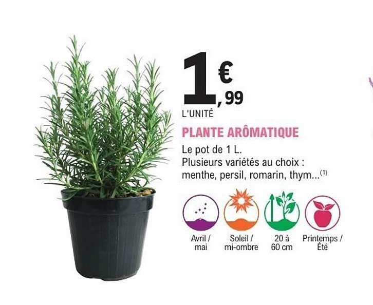 Sitemapcdatahttpscookniqoocomplante Aromatique 5 Lettresnull