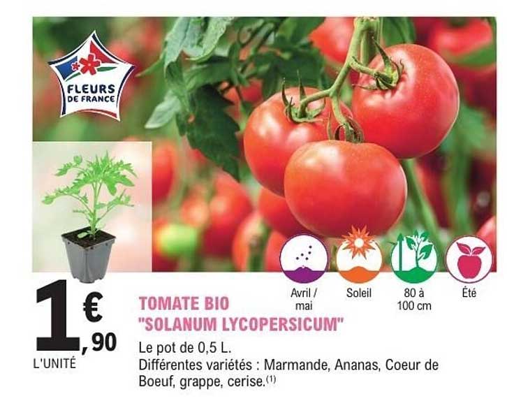 Sitemapcdatahttpsapp2kedriinfoprix Plant De Tomate Leclerc