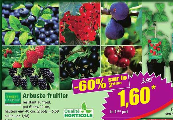Arbuste fruitier